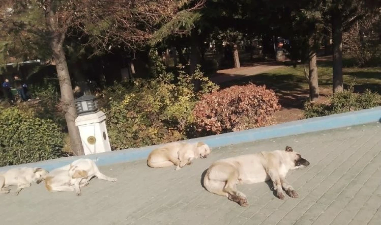 Eskişehir’de Sokak Köpekleri Güneşle Isındı