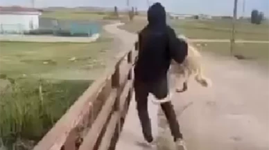 Köpeği Köprüden Suya Atan Şahsa Sosyal Medyada Tepki Yağdı