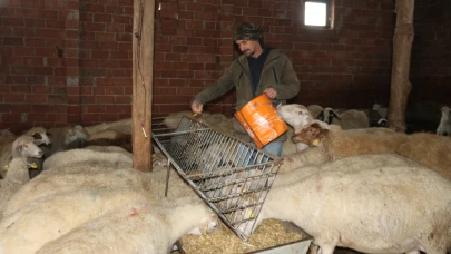 Üniversite Mezunu Çoban Kışın Küçükbaş Bakımının Zorluklarını Anlattı